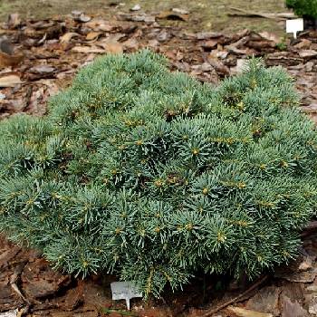 Пихта одноцветная Abies concolor ‘Piggelmee’